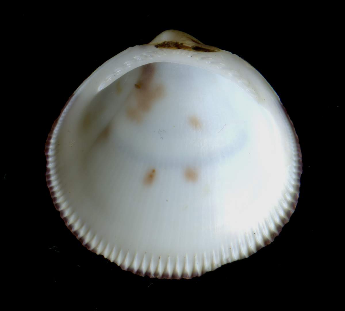 Glycymeris bimaculata (Poli,1795) ?